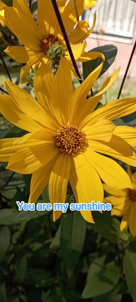 Photo Fyori Posetive-00044