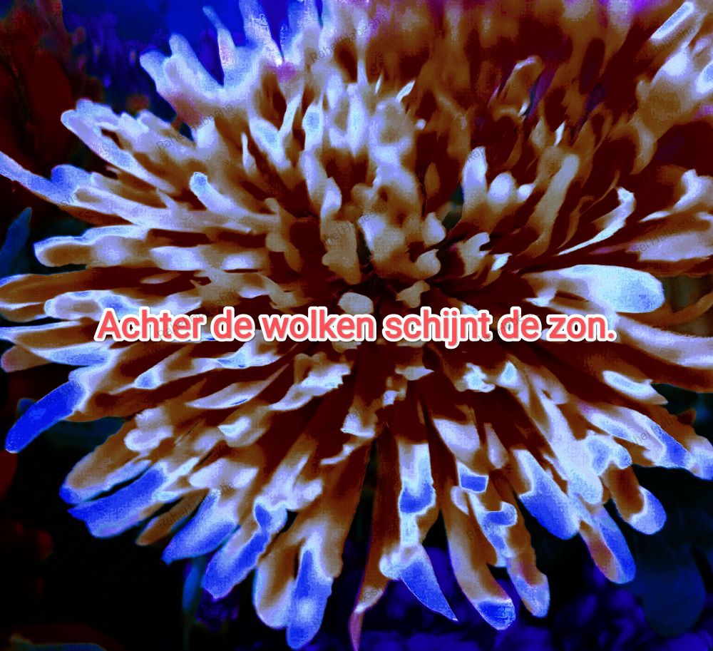 Photo Fyori Posetive-0004