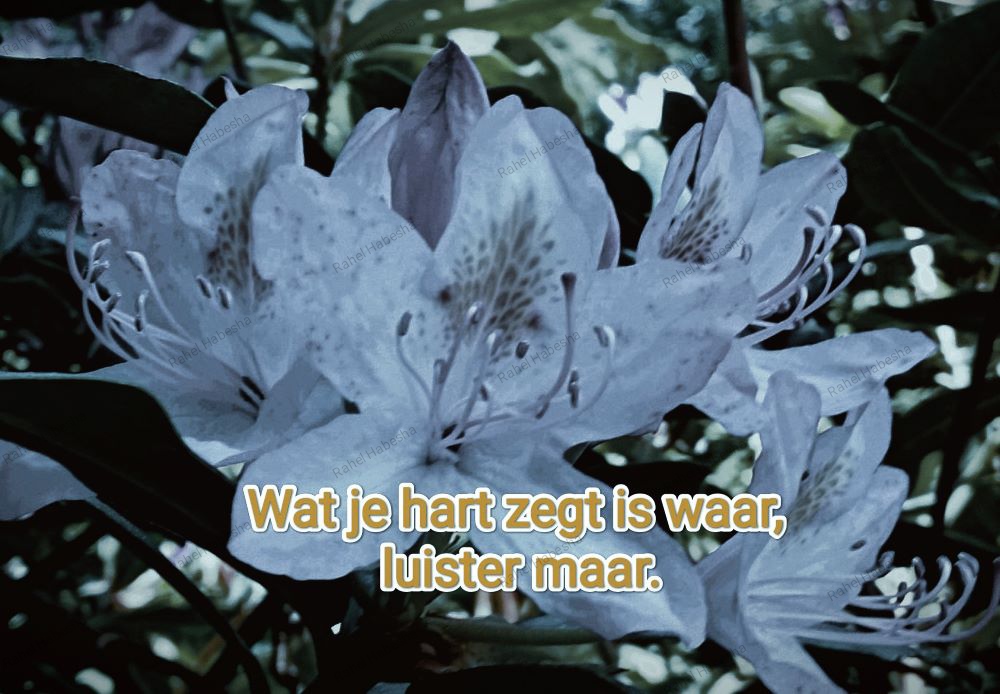 Photo Fyori Posetive-0003