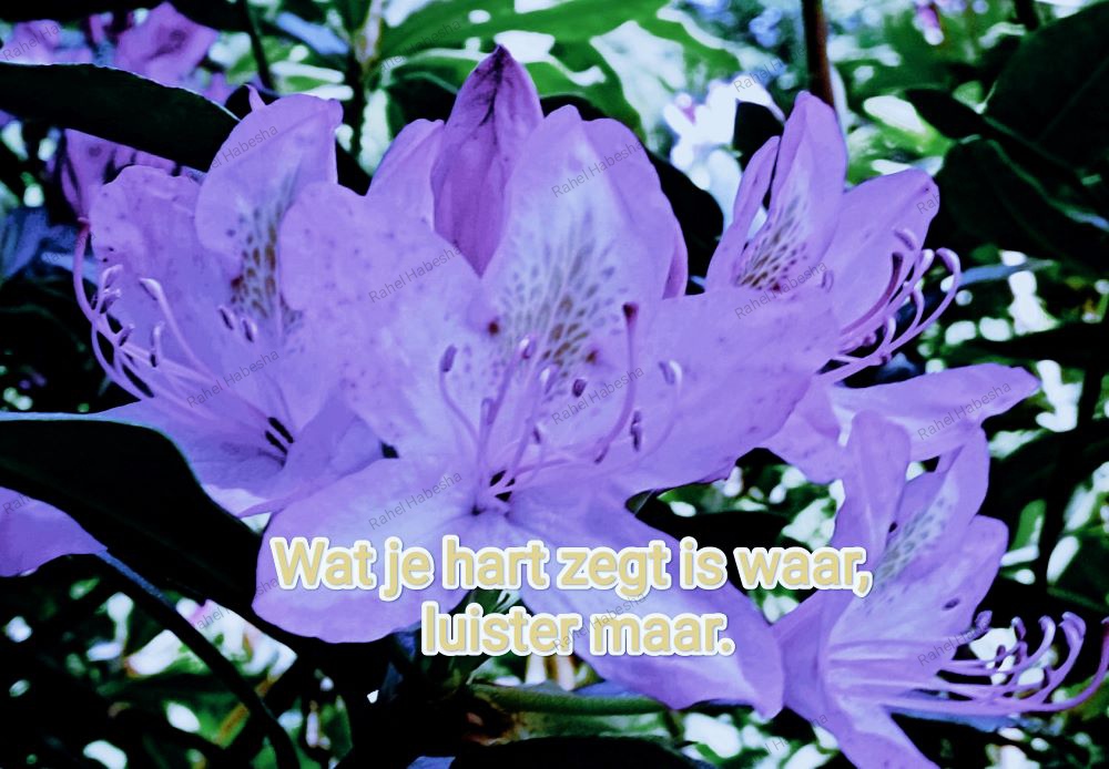 Photo Fyori Posetive-0002