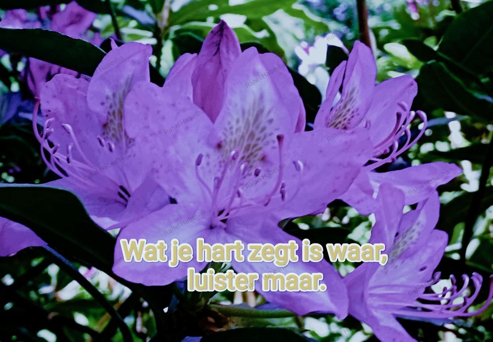 Photo Fyori Posetive-0001