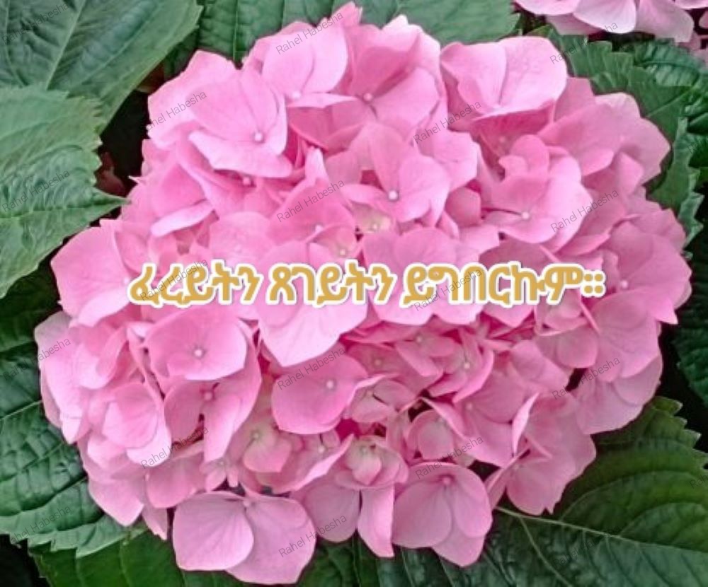 Photo Fyori geez-00020