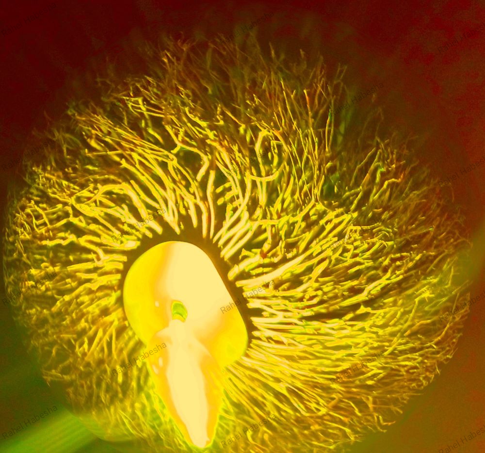 Photo Zeist-Morokkkanen-00013