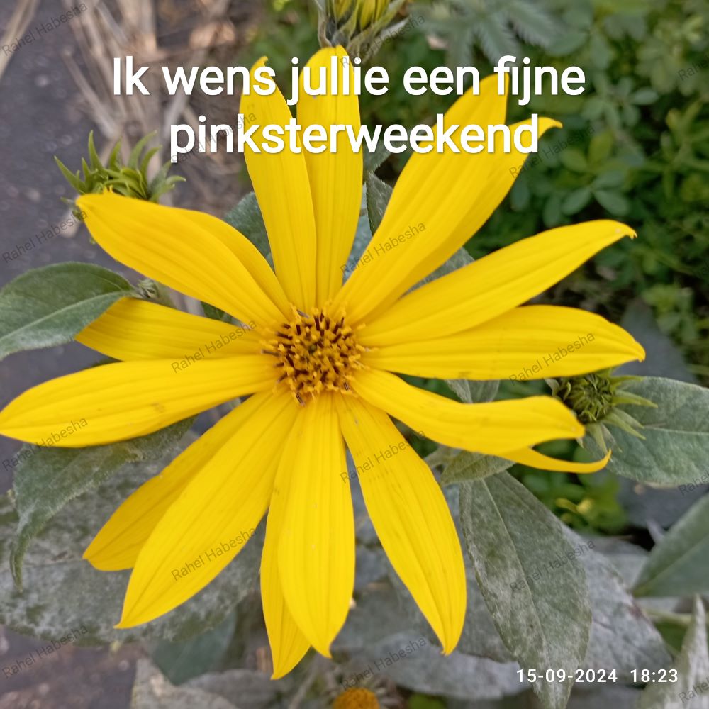 Pentecost/ጴንጠቆስጠ/ Pinkstre/በዓለሓምሳ-0006