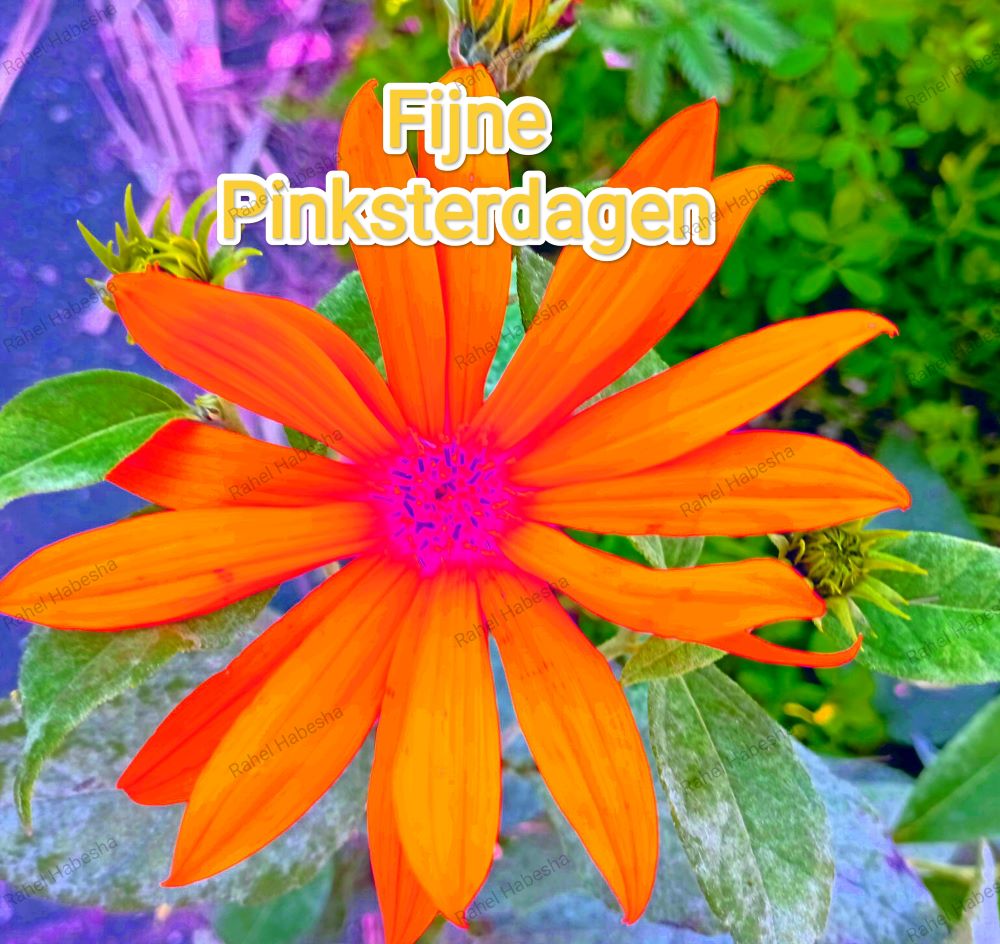 Pentecost/ጴንጠቆስጠ/ Pinkstre/በዓለሓምሳ-0005